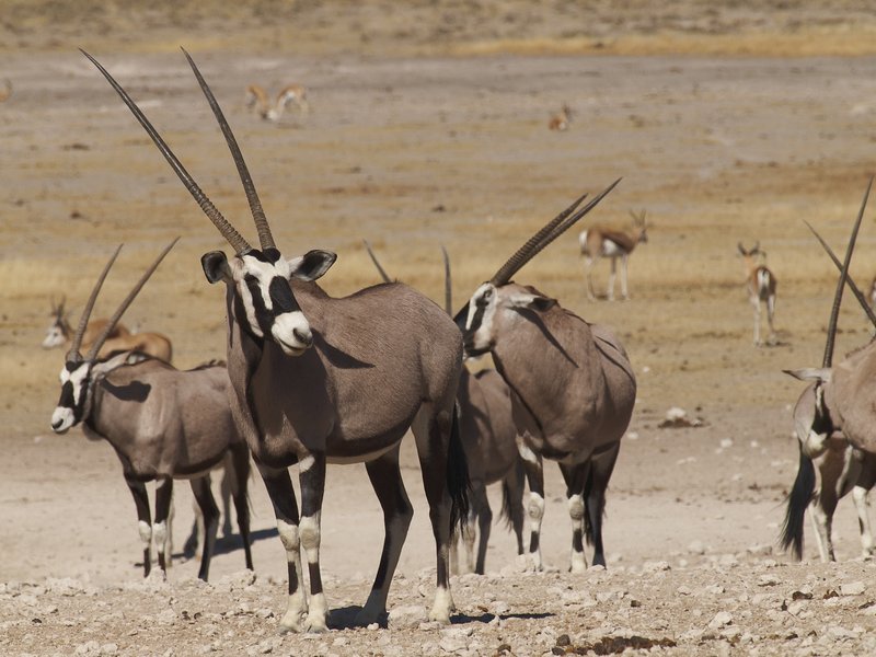 Etosha National Park, Oryx